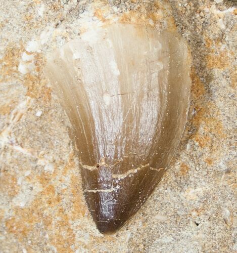 Mosasaur (Prognathodon) Tooth In Matrix #14248